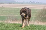 DOGUE DU TIBET 318